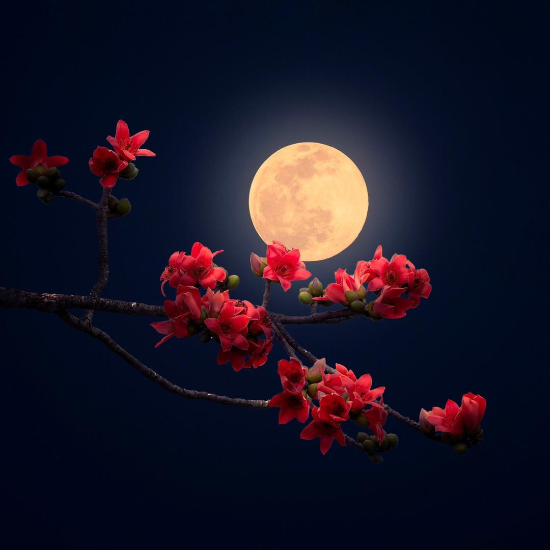 搬砖的蚂蚁