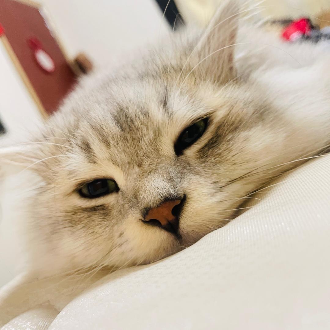 最爱吃免保