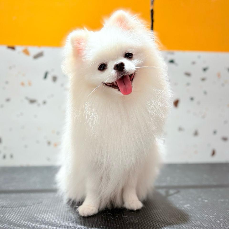 张开心吖🐶
