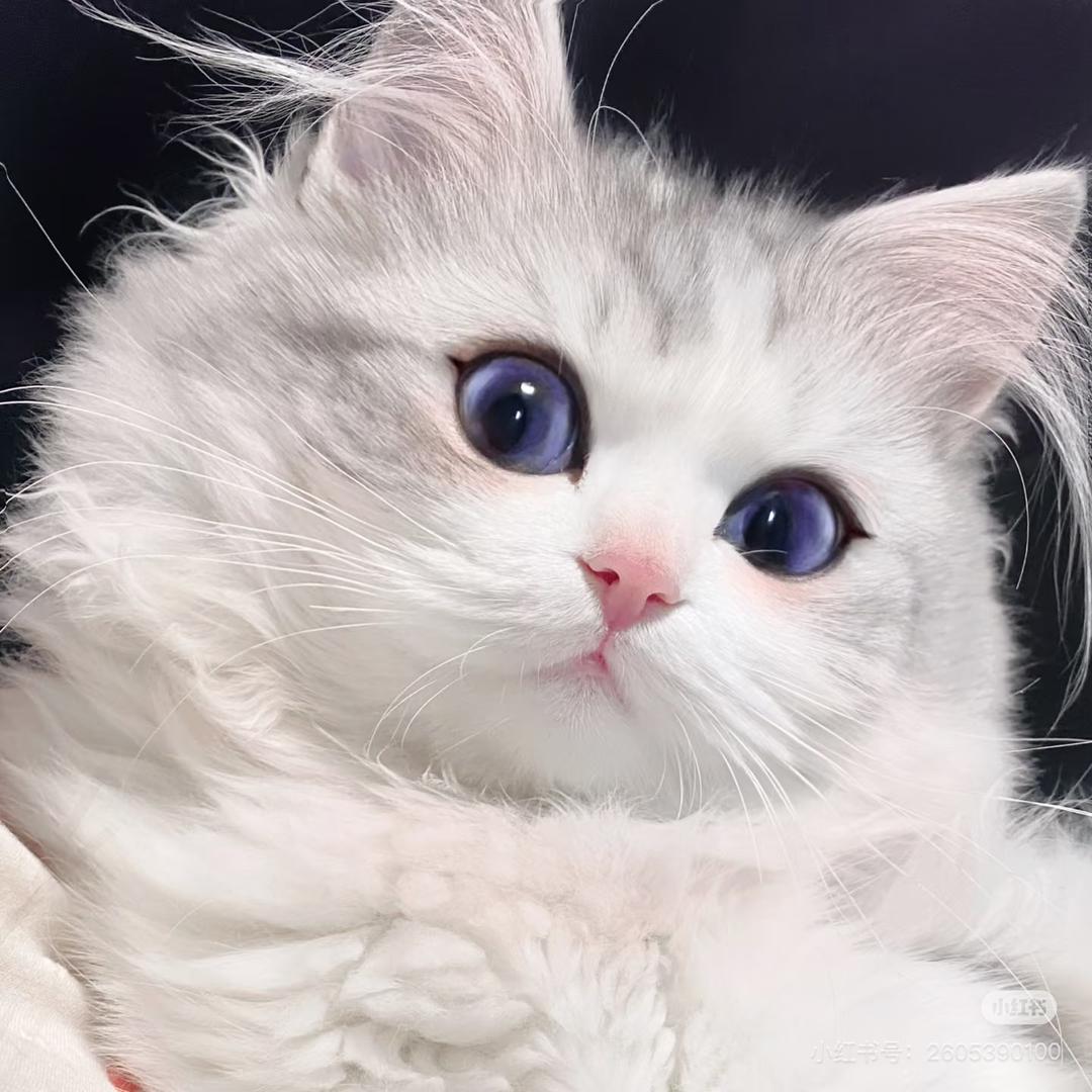 CaTvT