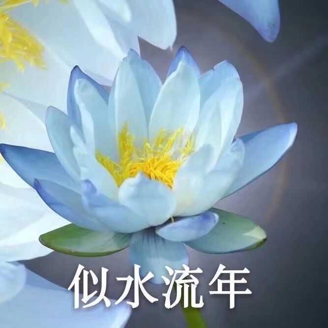 薇薇一笑3