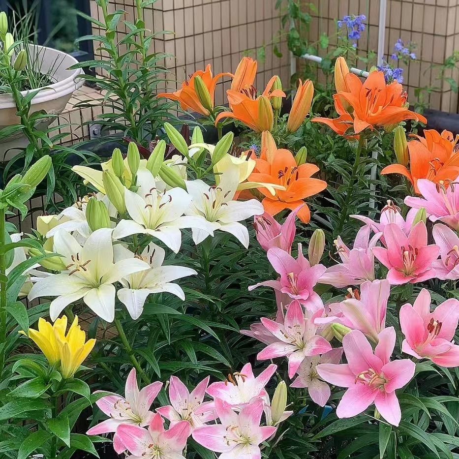 喜羊羊花卉