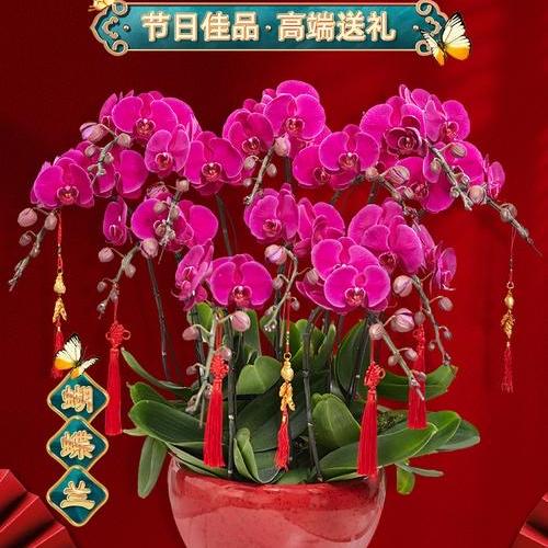 智景花卉