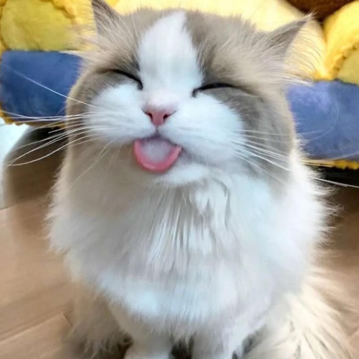 🦊小仙
