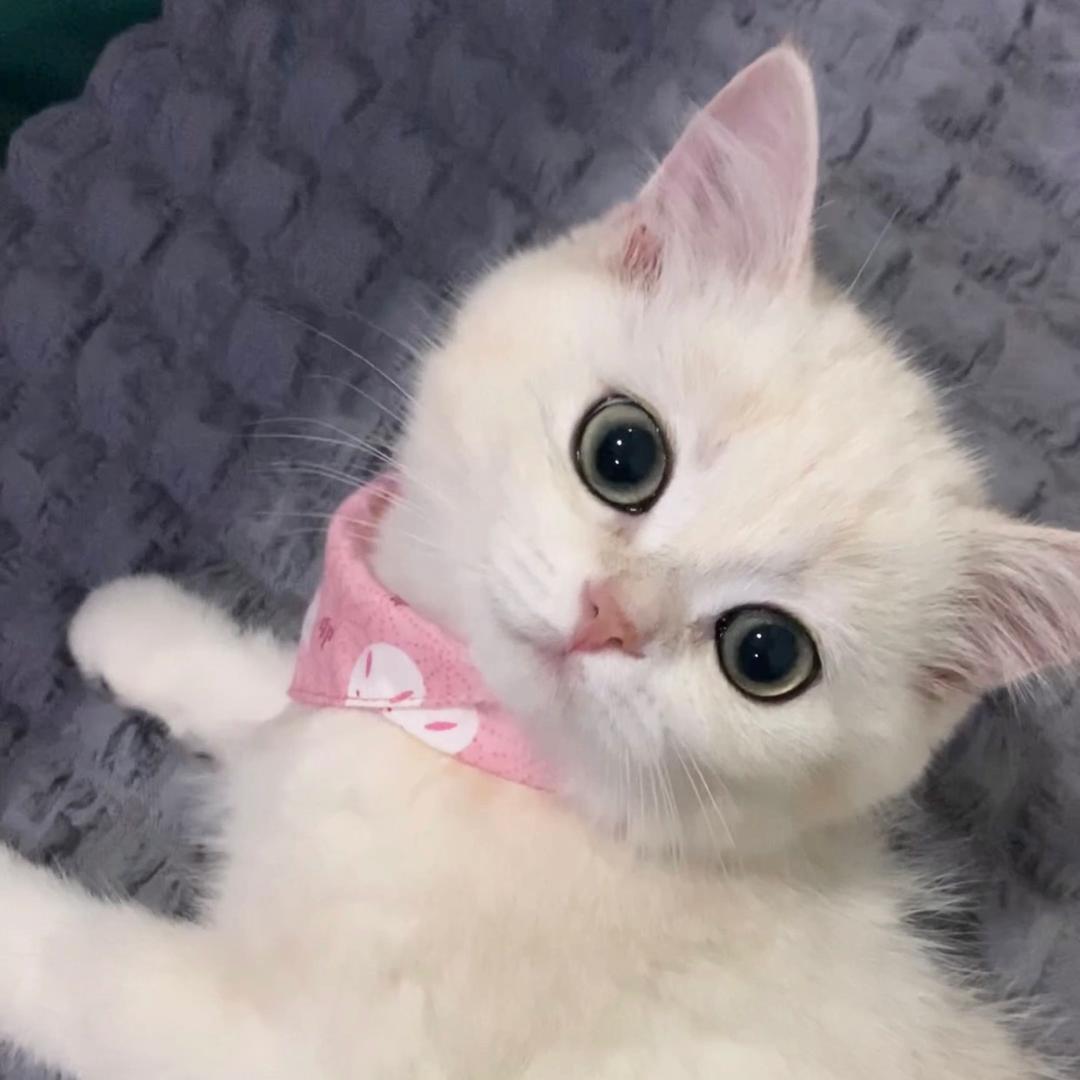 来杯芋圆奶茶