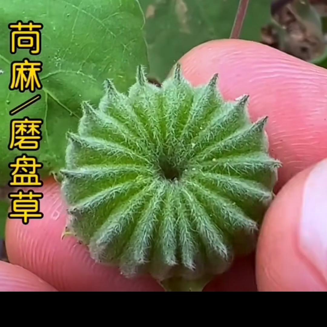 玲姐说健康1