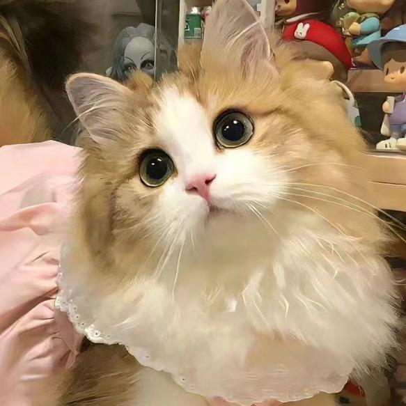 狸猫半梦