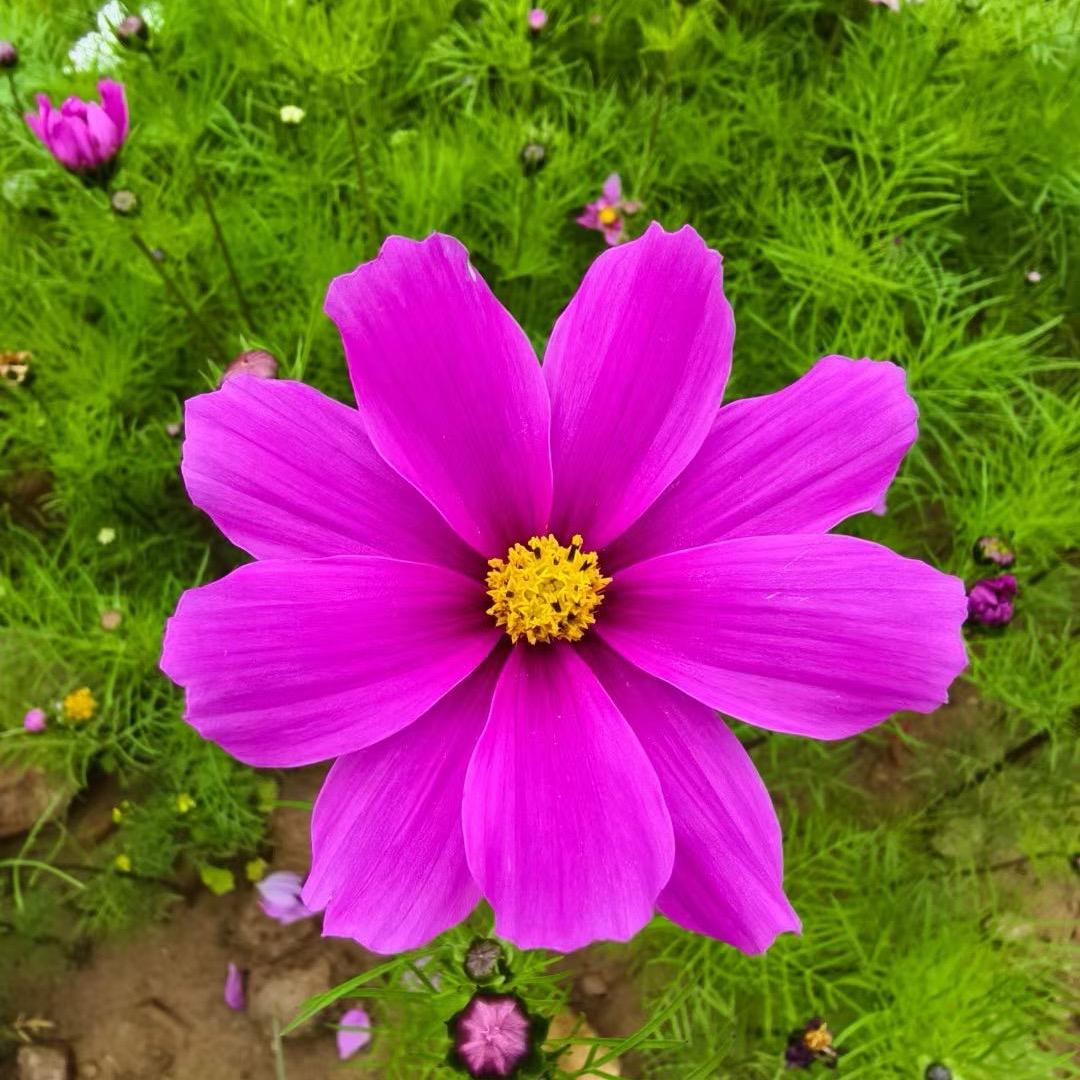 小天使