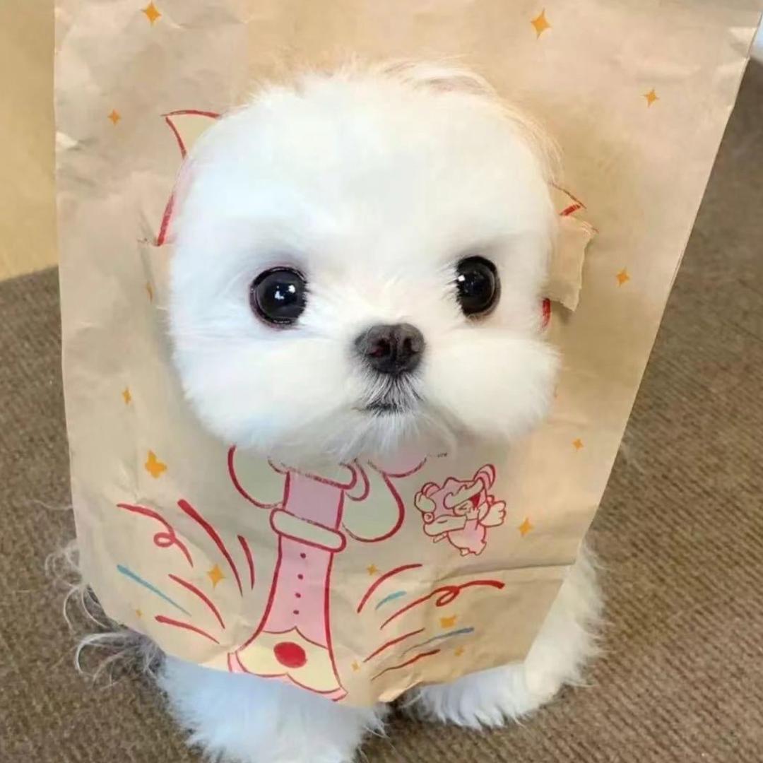 今晚不吃饭