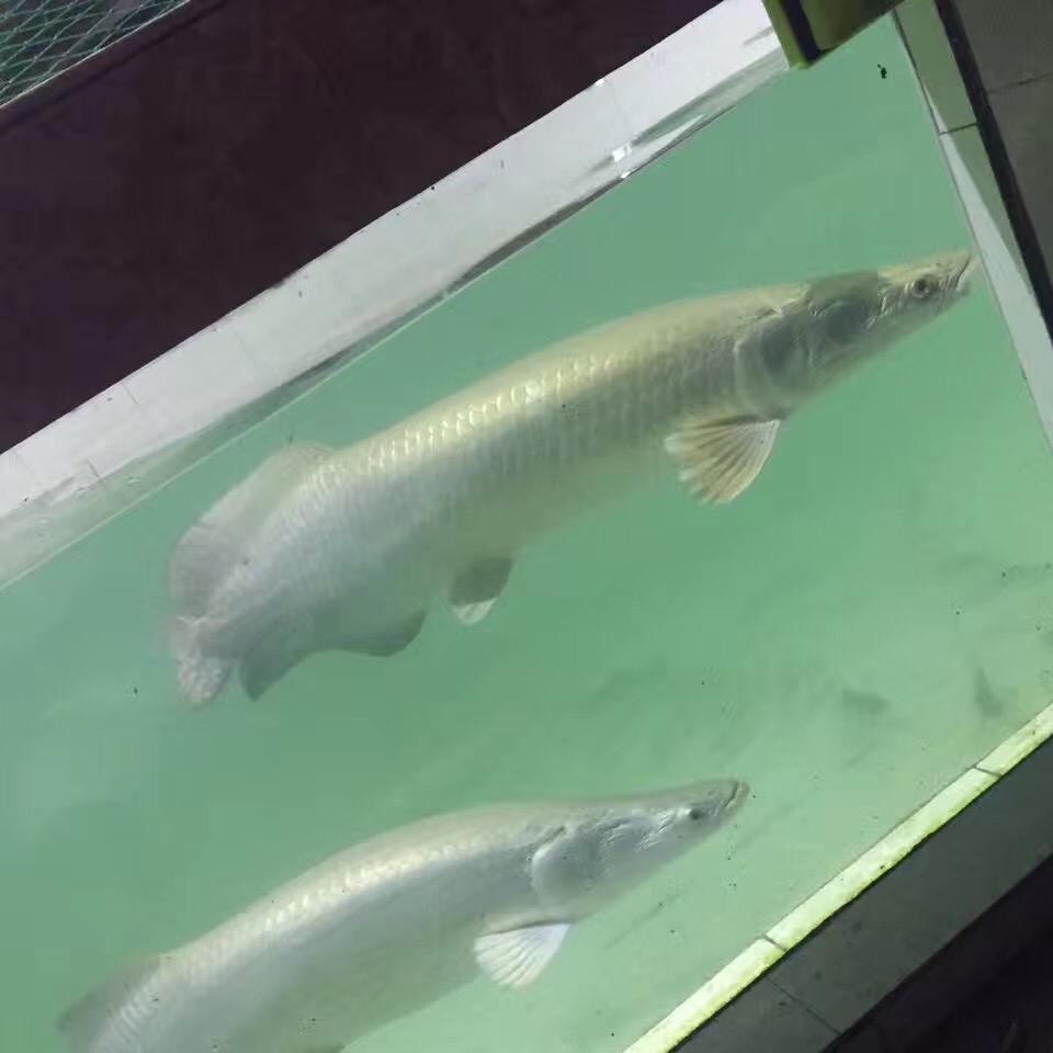A﹌Mr . 荣-少 | 🐠