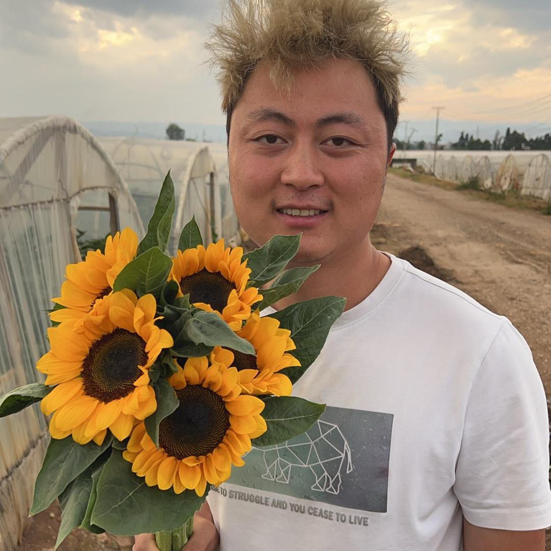 二狗向日葵