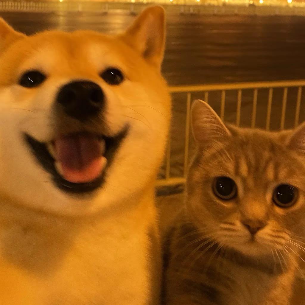 鹿哥在路上