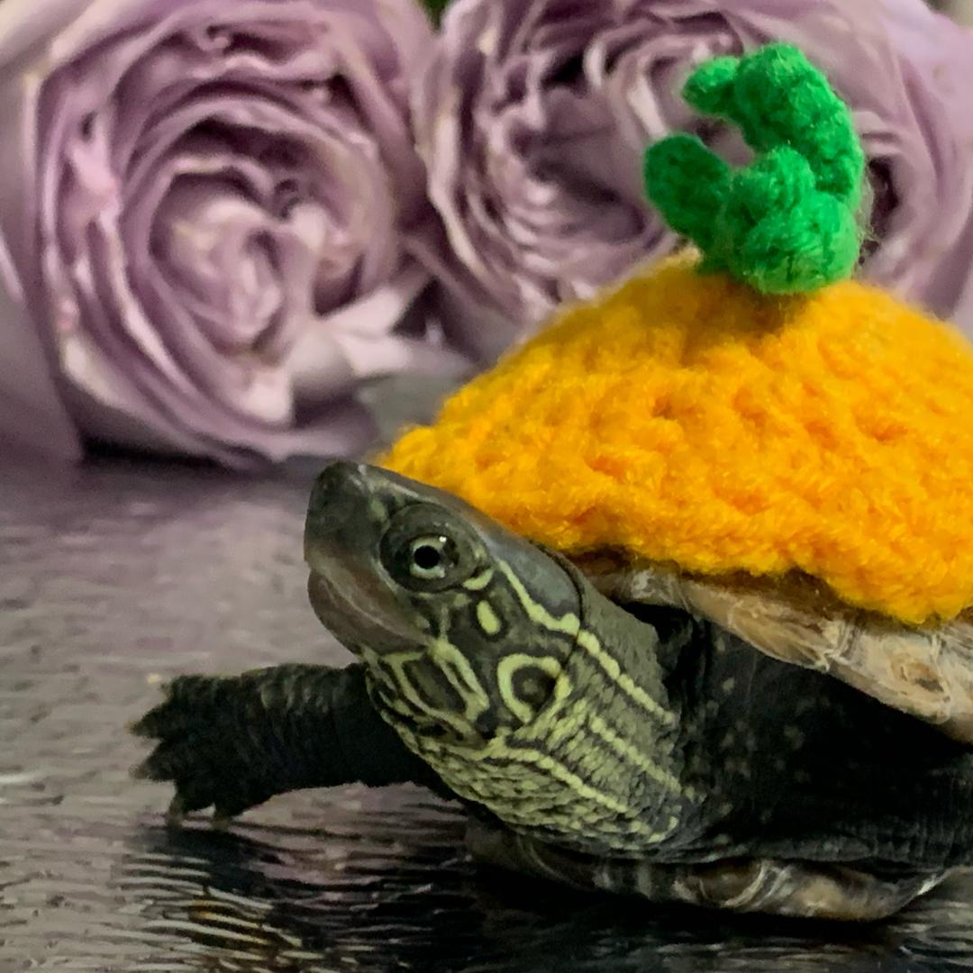 二二超级无敌可爱🐢