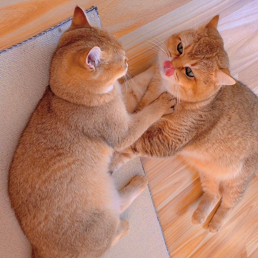我是小馋猫🐱