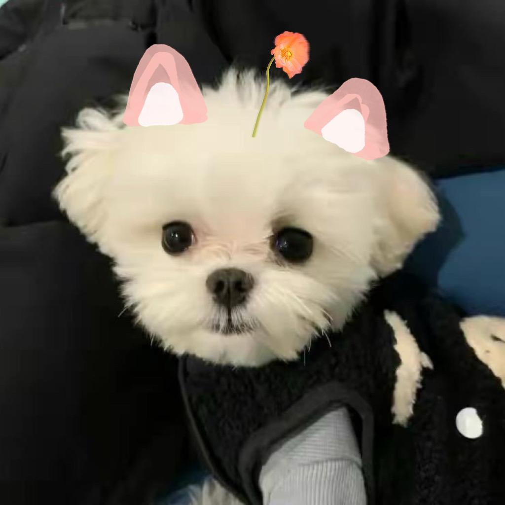 一吨菠菜