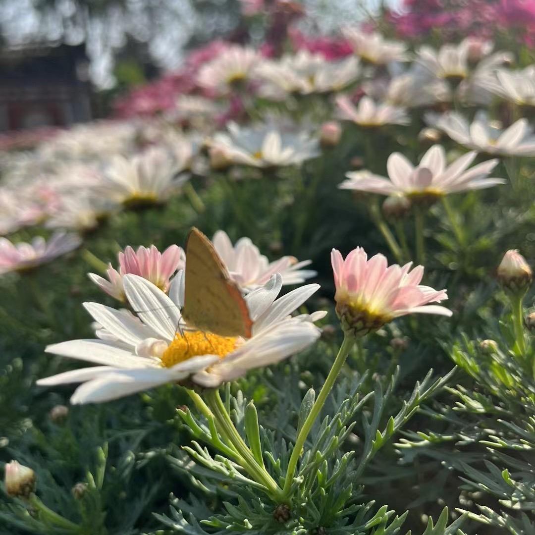 椒言兄妹