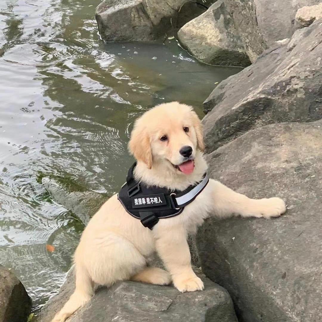 狗市彭于晏