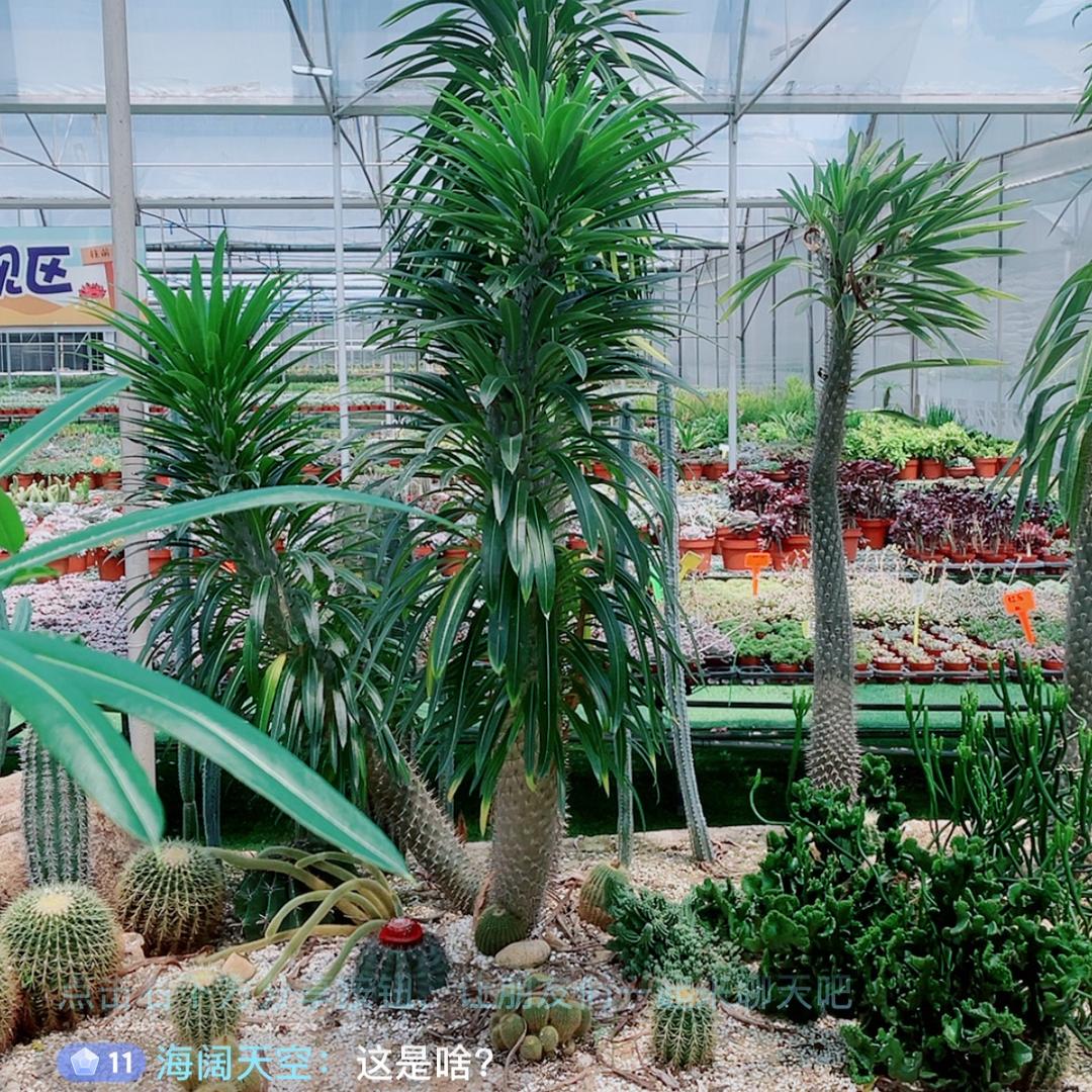 芬姐绿植基地