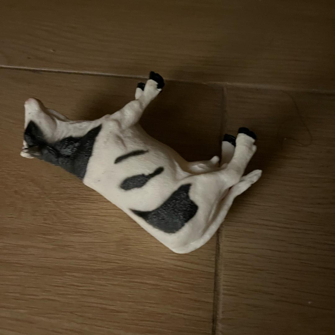 姐姐晚上好