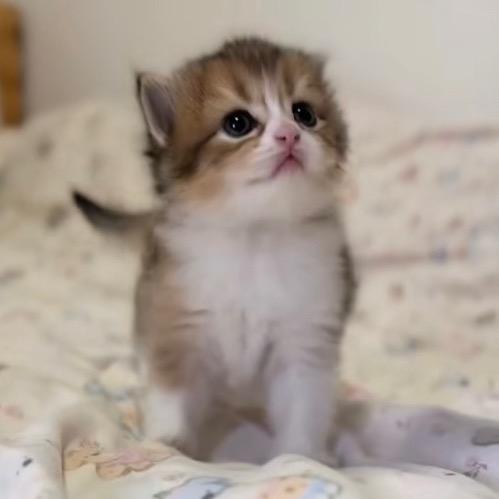 我满意的小猫