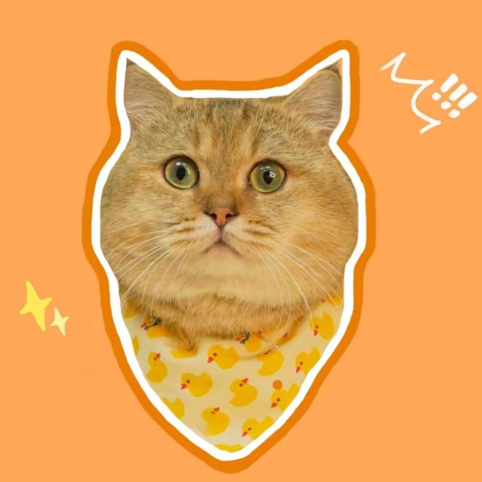 宠大头猫猫铺（晚班）