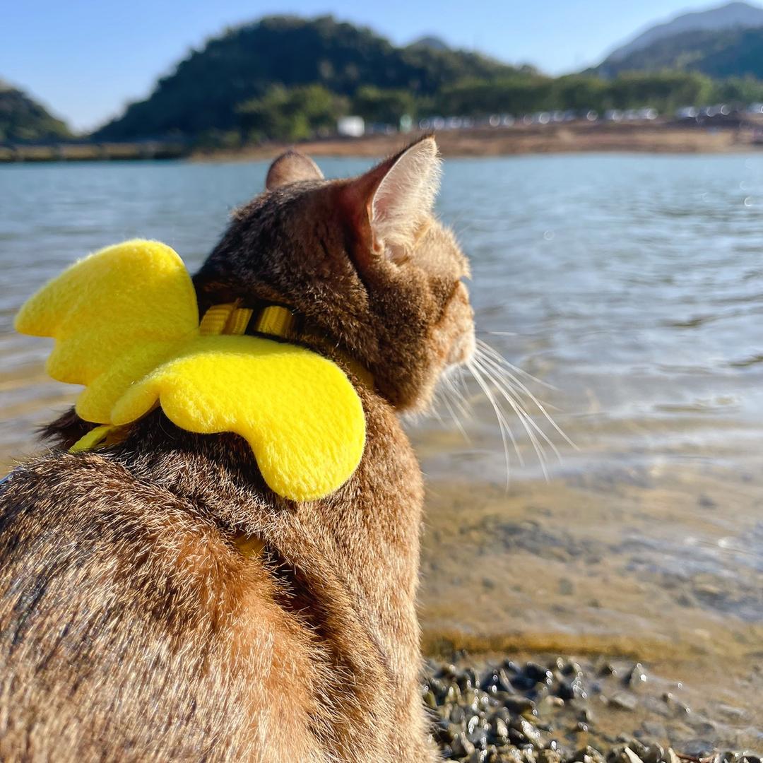 党参是只小猫咪