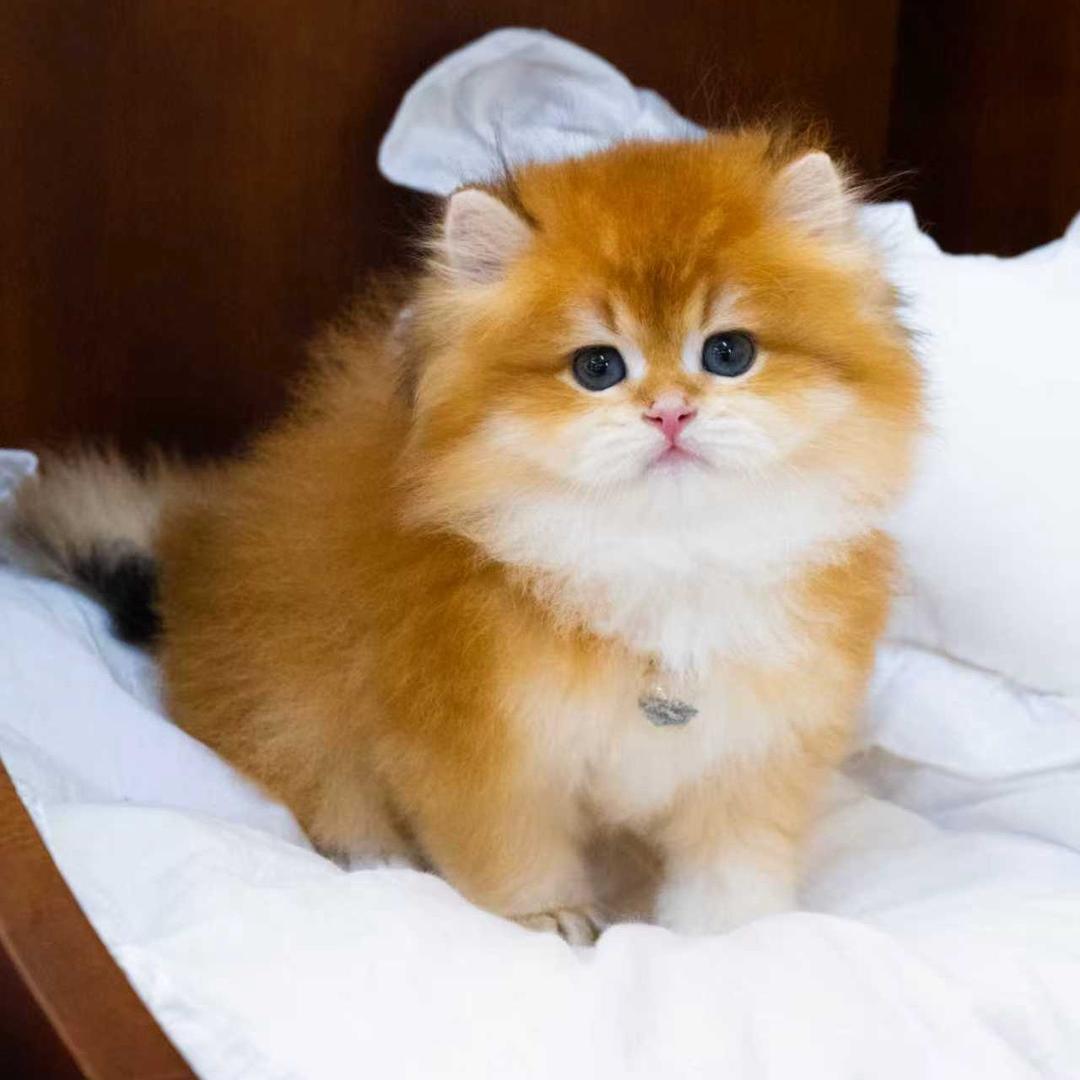 猫舍选猫（猫调精品猫）