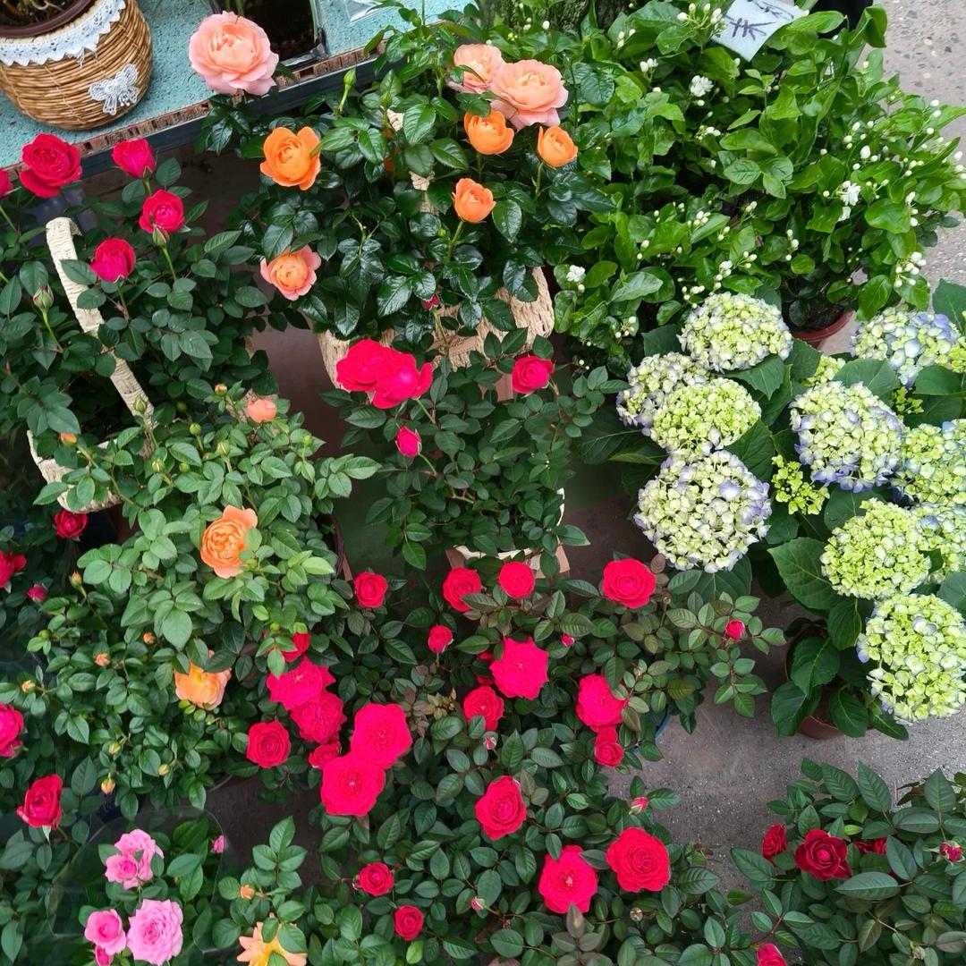 四季鲜花绿植