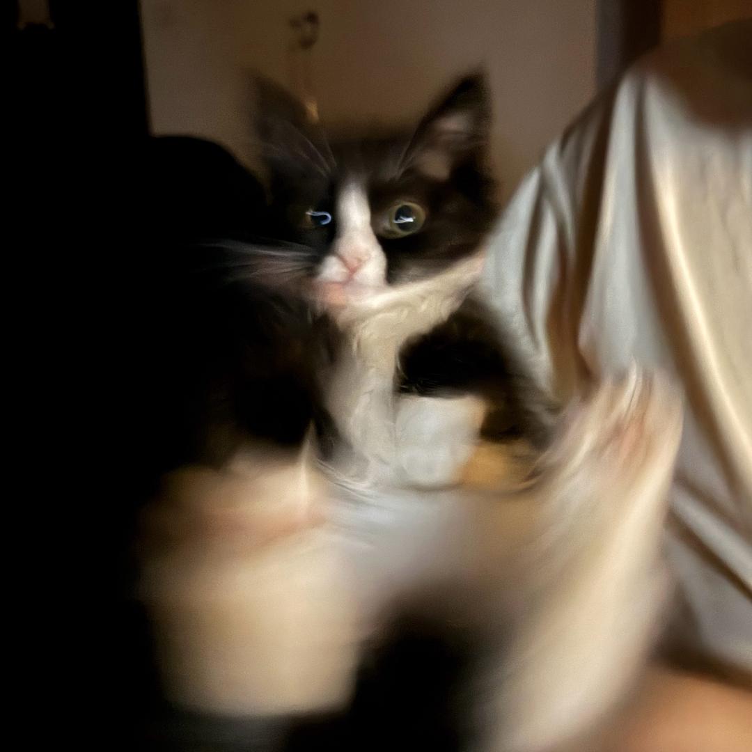 pipi..