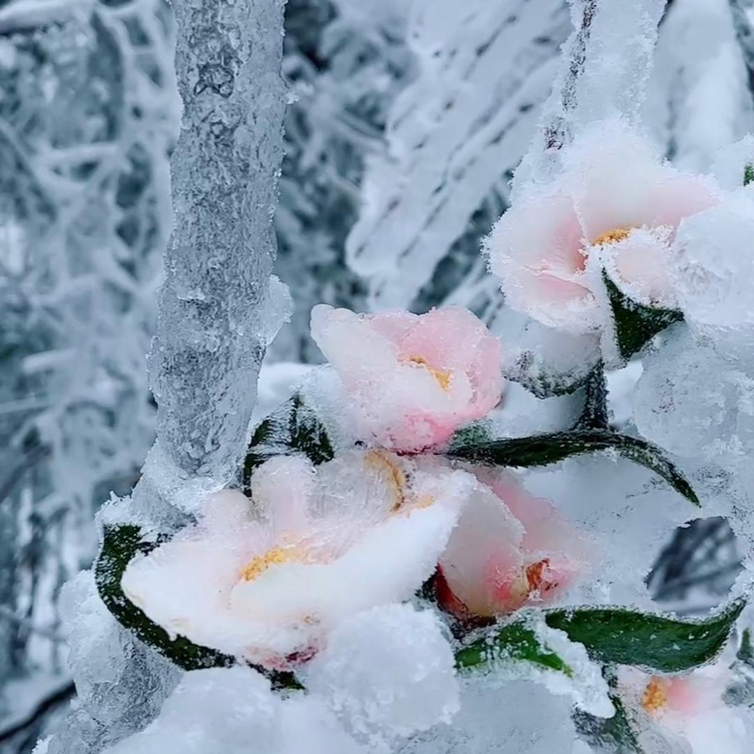 气质小姐姐🧚‍♀️