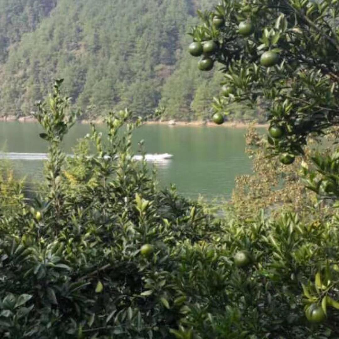 随心而为