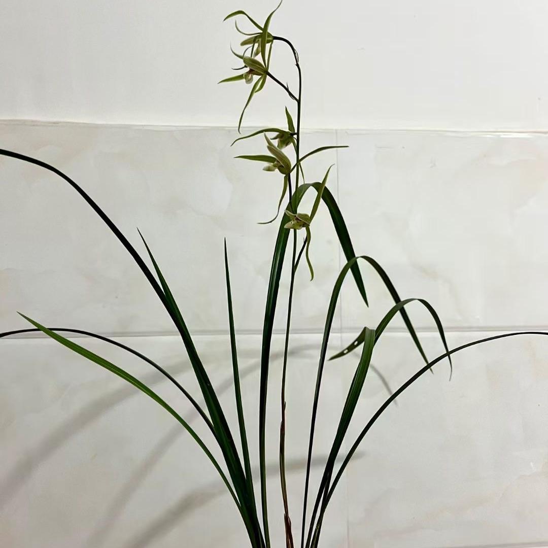 瑞丽臻选花卉
