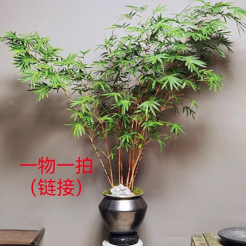 荆茂竹苑