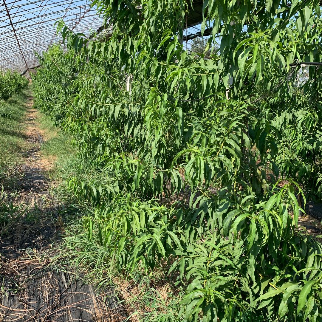 桃树抗重茬砧木GF677