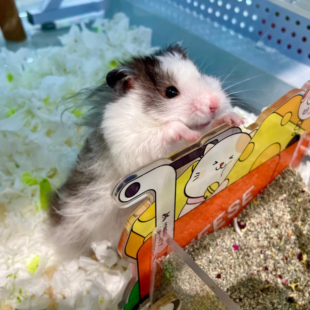 米奇的妙妙屋
