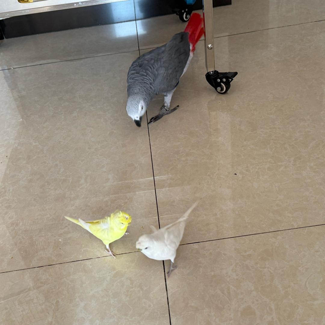 能说会道的小鹦鹉
