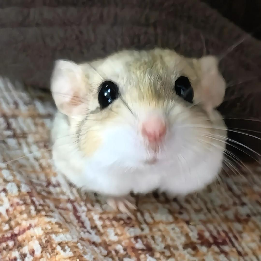 亦亦