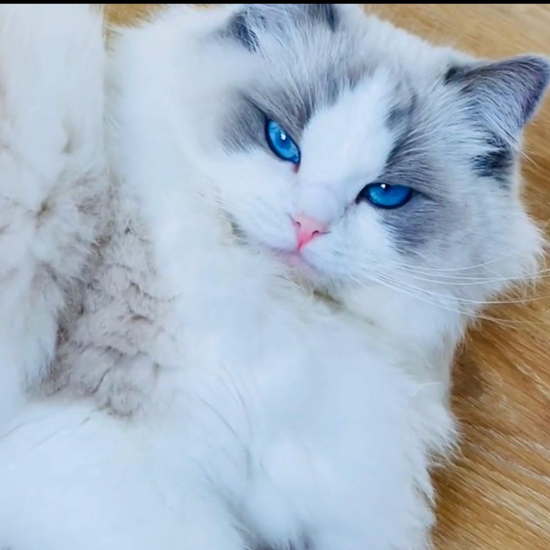Caitlin