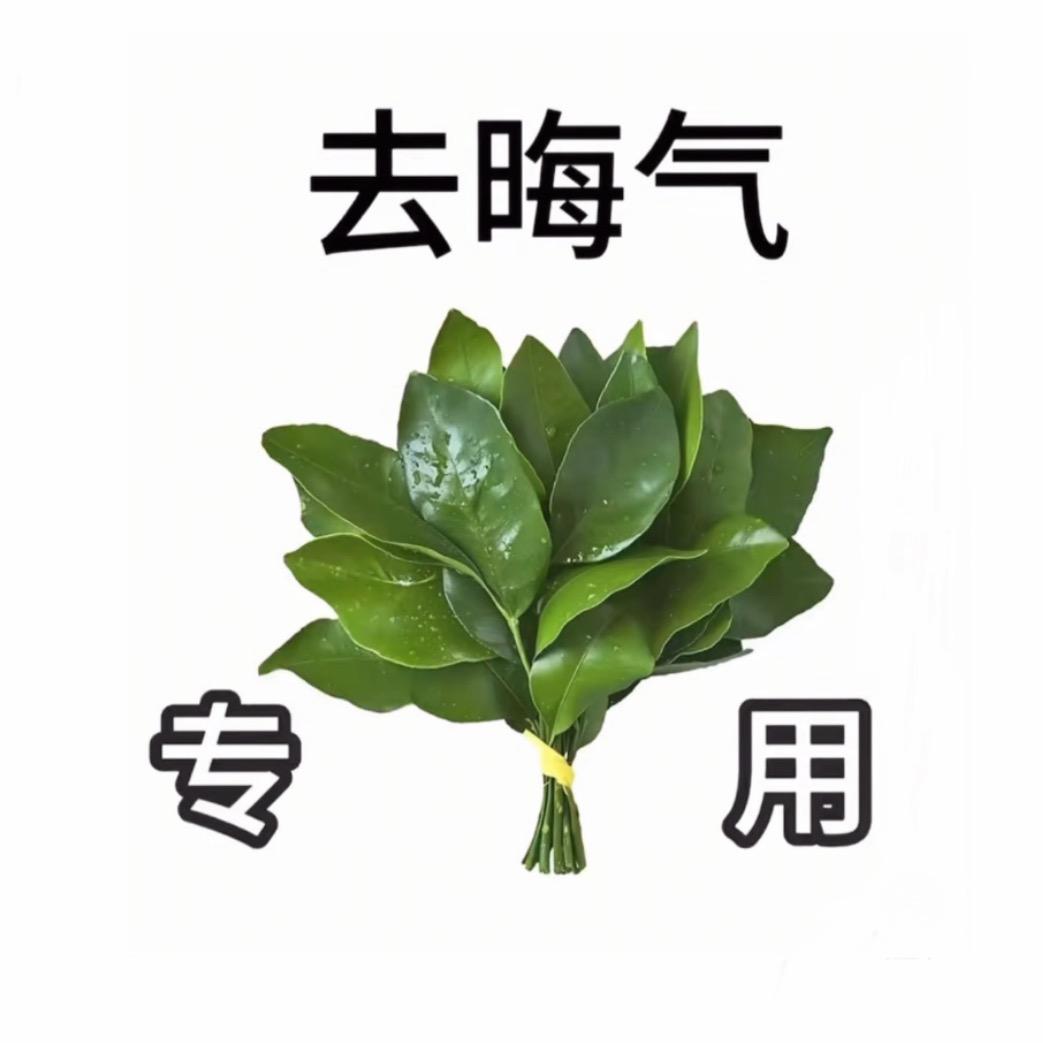 秃头白杨