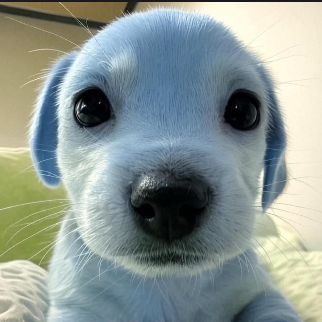 二维狗