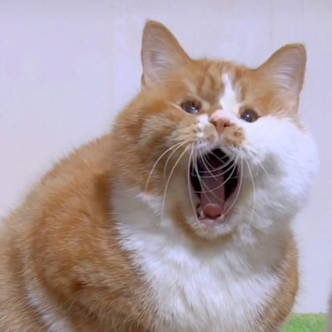 小眼橘猫浩哥