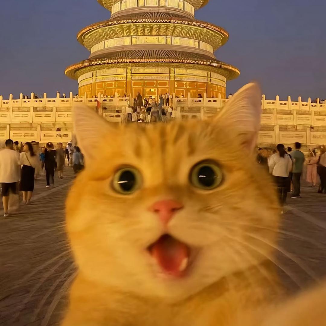 海鸥说游戏