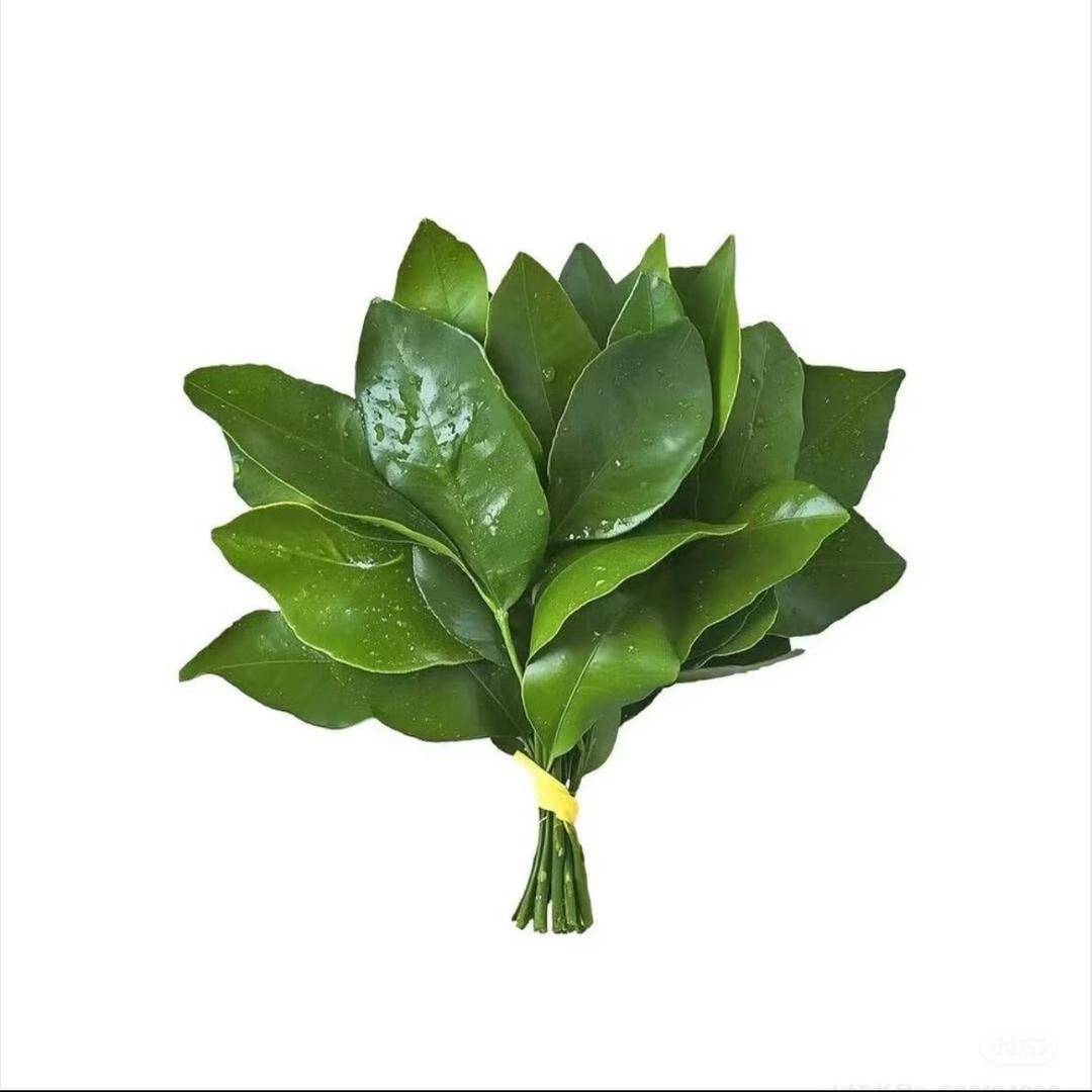 蒋不听