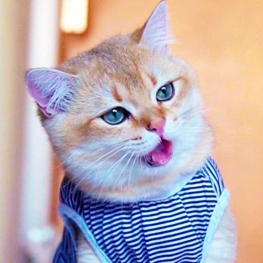 伊万弟弟（家里九只猫版）