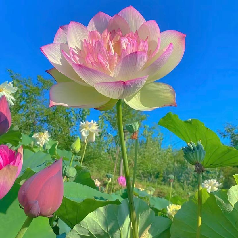 氧气森林