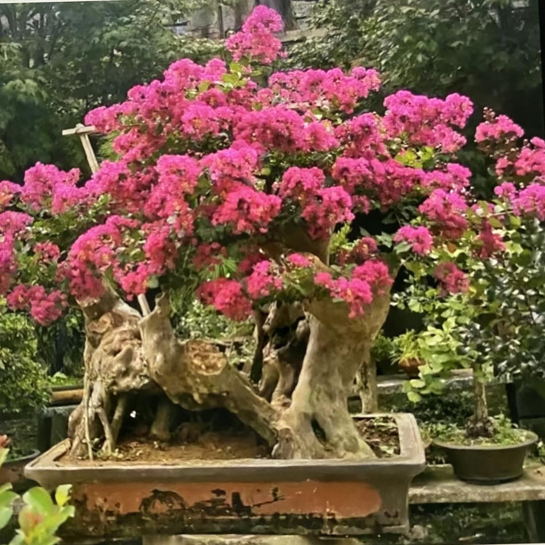益丰源盆景园艺