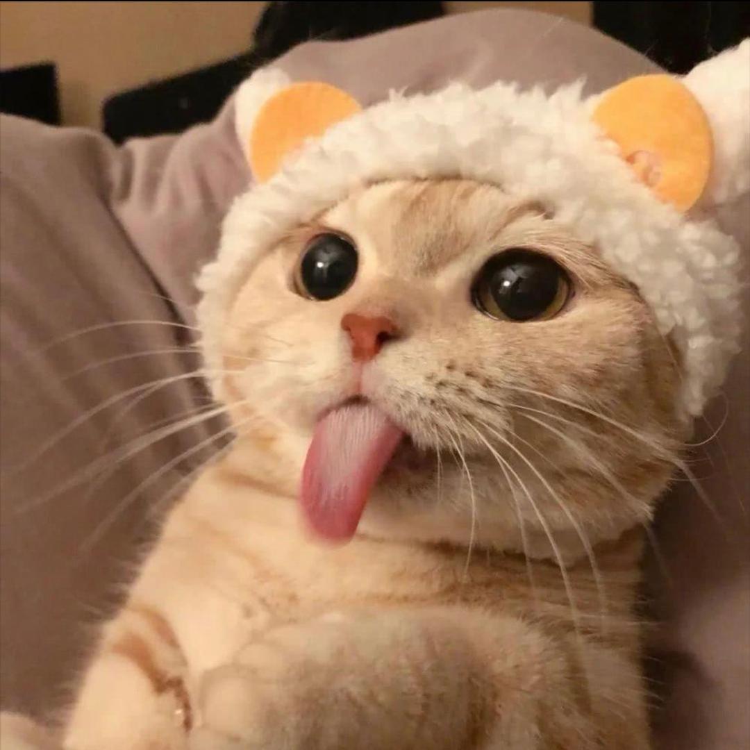 我与金渐层猫咪