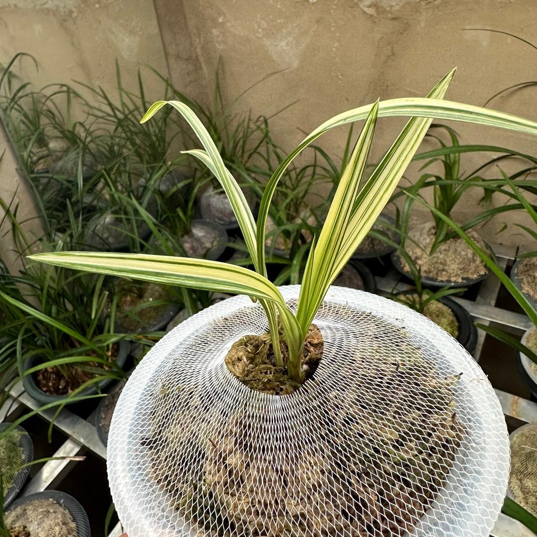 岸芷汀兰🍀