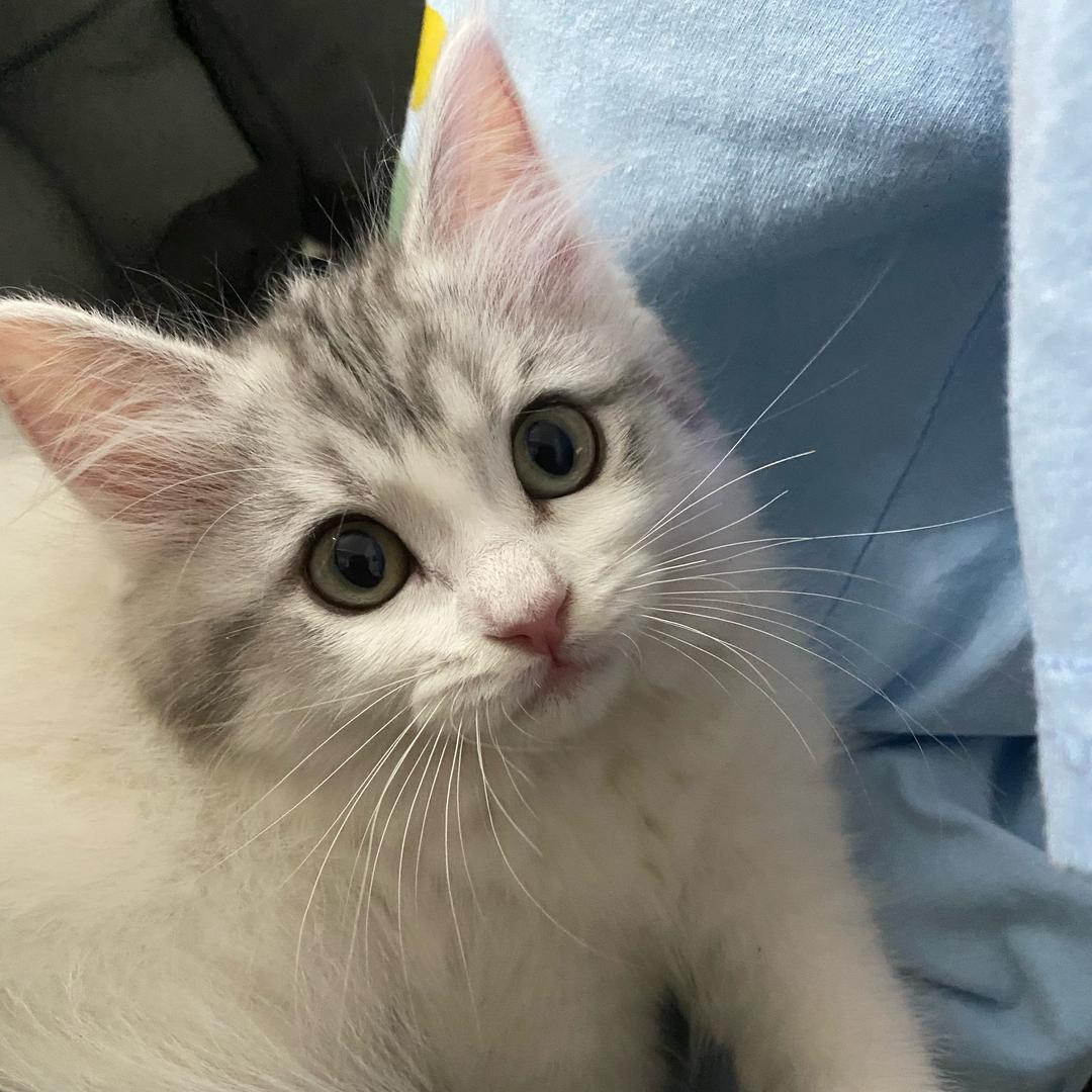 团子是只喵🐈