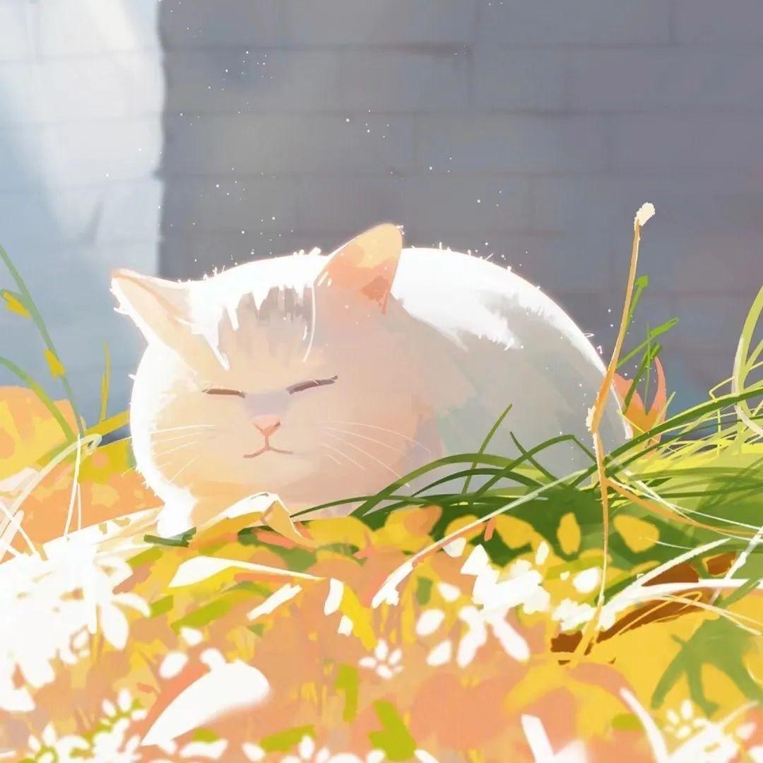 榉树先生